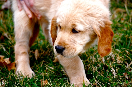 8 week old golden retriever puppy pictures. This is 8 week old Wilson and