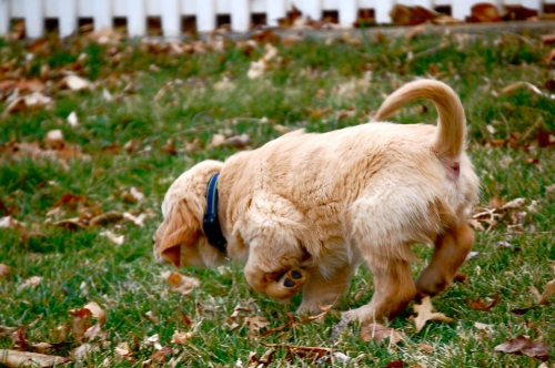 8 week old golden retriever puppy pictures. This is 8 week old Wilson and